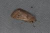 Orthosia cerasi
